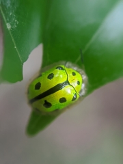 Coptocycla adamantina