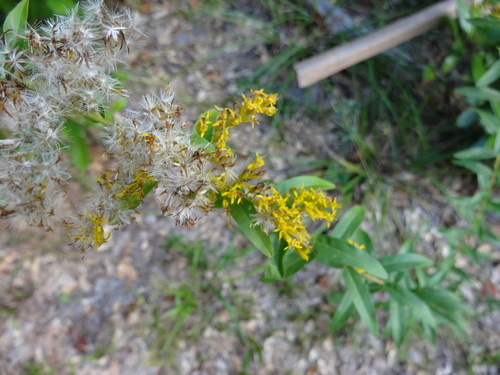 Solidago odora image