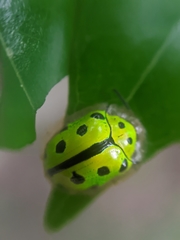 Coptocycla adamantina