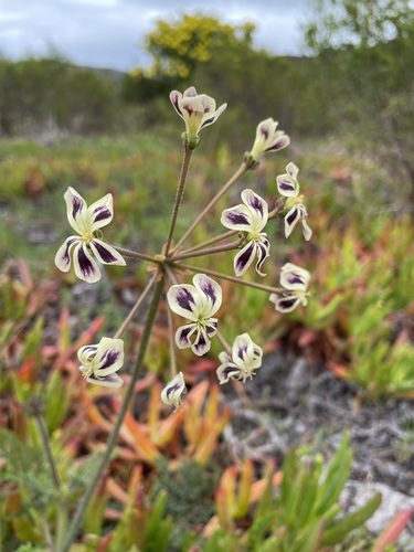 Night-scented Pelargonium (Pelargonium triste)