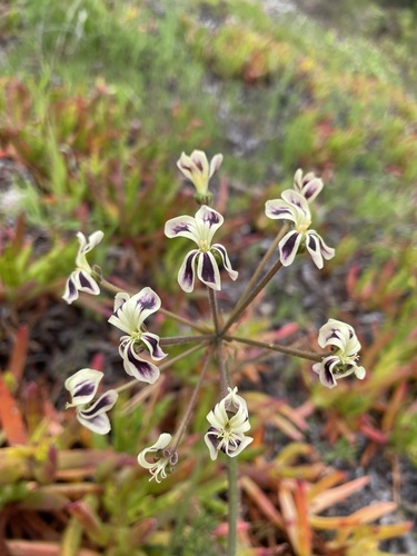 Pelargonium triste