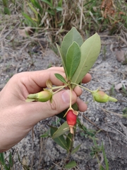 Eugenia involucrata
