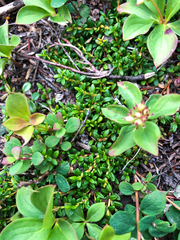 Kalmia procumbens