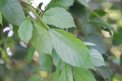 Causonis japonica