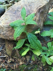 Erythranthe cardinalis