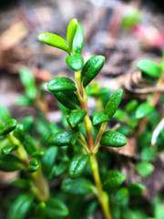Kalmia procumbens