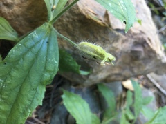 Erythranthe cardinalis