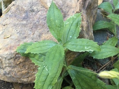 Erythranthe cardinalis