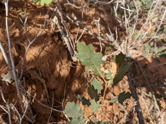 Quercus havardii