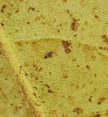 Heliothrips haemorrhoidalis