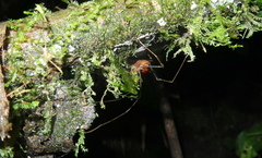 Ventrivomer ancyrophorus