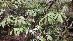 Heliothrips haemorrhoidalis