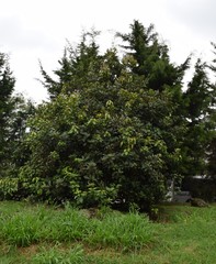 Alchornea latifolia