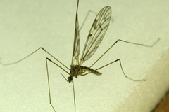 Dicranomyia marmorata