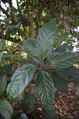 Alchornea latifolia