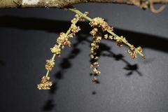 Alchornea latifolia
