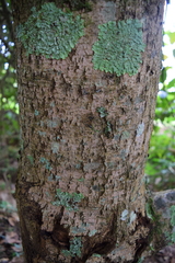 Alchornea latifolia