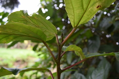 Alchornea latifolia