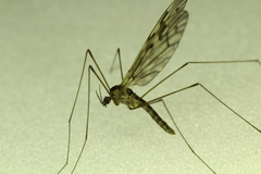 Dicranomyia marmorata