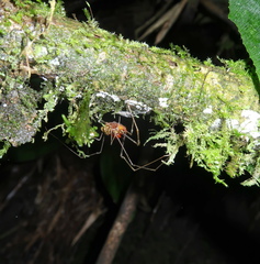 Ventrivomer ancyrophorus