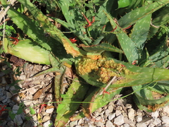Aceria aloinis