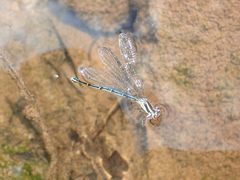 Argia limitata