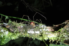 Ventrivomer ancyrophorus
