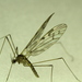 Dicranomyia marmorata - Photo (c) Scott Gilmore, some rights reserved (CC BY-NC), uploaded by Scott Gilmore