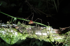 Ventrivomer ancyrophorus