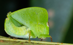 Teratodes monticollis