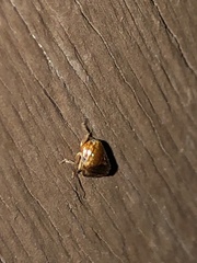 Clastoptera testacea