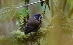 Grallaricula lineifrons