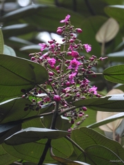 Meriania macrophylla