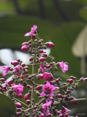 Meriania macrophylla