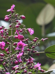 Meriania macrophylla