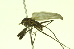Telmatogeton alaskensis