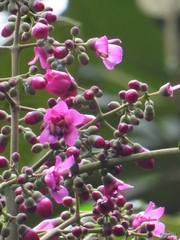 Meriania macrophylla