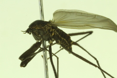 Telmatogeton alaskensis