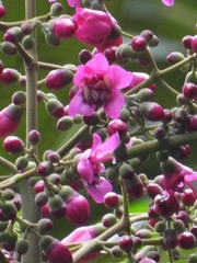 Meriania macrophylla