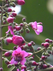 Meriania macrophylla