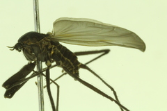 Telmatogeton alaskensis