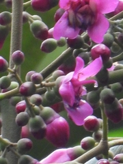 Meriania macrophylla