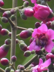 Meriania macrophylla