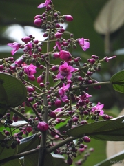 Meriania macrophylla