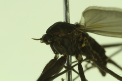 Telmatogeton alaskensis