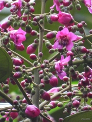 Meriania macrophylla