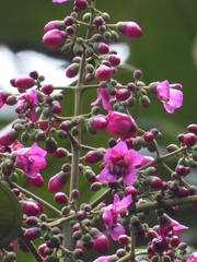 Meriania macrophylla