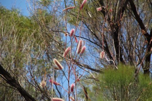 Image of Grevillea petrophiloides by (c) Em Lamond, some rights reserved (CC BY)