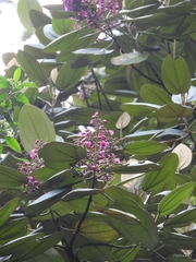 Meriania macrophylla