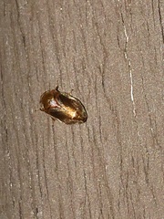 Clastoptera testacea